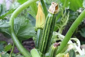 How to grow zucchini when you're planning to grow zucchini, you'll need to prepare the space for it and ensure that your plants have space to breathe and grow well. Growing Organic Zucchini In Containers At Home Gardening Tips