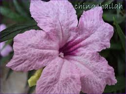 Ruellia dwarf mexican petunia this ships as a live plant. Simple Living In Nancy Purple Pink And White Dwarf Mexican Petunia Ruellia Brittoniana Or Ruellia Simplex