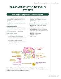 Image result for Sympathetic Nervous System