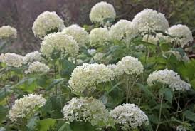 Schneeballhortensie Weisse Eleganz Hortensien Garten Straucher Garten Garten Pflanzen