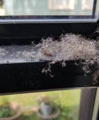 Use gel bait at the nest entrance and granular bait along carpenter ant i began my career in the pest control business in 1982 with orkin. Wood Ants Carpenter Ants Acrobat Ants Aztec Organic Pest Service