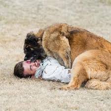 They are a general working breed, suited to a variety of tasks. Oak Ridge Leonbergers Leonberger Breeders Leonberger Puppies Leonbergers In Utah