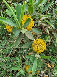 Image result for Gnidia