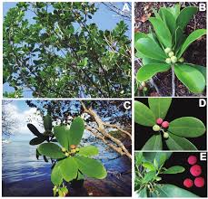 Image result for Canellaceae