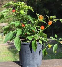Choose a container that suits your planned location for the plant. Growing Capsicum In Containers Pots Indoors Agri Farming