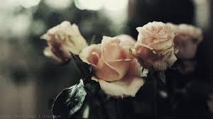 Maybe you would like to learn more about one of these? Flowers Gifs Page 36 Wifflegif