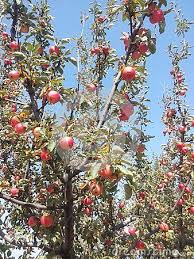 Red Apples On Tree In Kashmir Red Apple Apple Flowers Red Tree