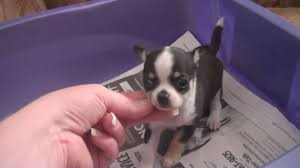 Black And Tan Long Haired Chihuahua For Sale Cute Black And White Short Haired Applehead Teacup Chihuahua Puppy For Sale Teacupfrenchb Teacup Chihuahua Puppies Teacup Chihuahua Chihuahua Puppies For Sale