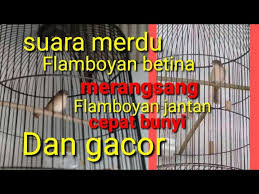 Burung thrush nightingale (luscinia luscinia) mempunyai suara yang kurang lebih sama dengan burung common nightingale, yakni suara kencang, tajam, keras, gacor, dan cetar membahana. Siyulan Merdu Flamboyan Betina Gacor Merangsang Flamboyan Jantan Cepat Gacor Youtube