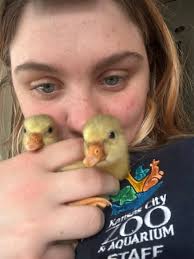 How to determine the sex of Emden goslings?