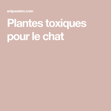 Plantes Toxiques Pour Le Chat Plantes Toxiques Plante Chat