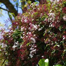 Image result for Jasminum