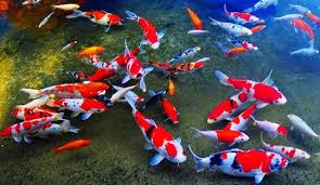 Ikan koi biasanya hidup di kolam. 11 Langkah Budidaya Ikan Koi Untuk Pemula Mudah Tapi Harus Telaten