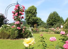 Interesting that we already have the reveal about lynn: Rosengarten Saverne Visit Alsace