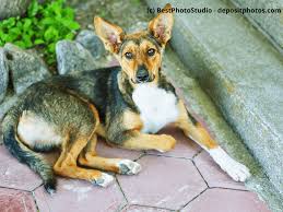 Oder möchtest du welpen in liebevolle hände abgeben? Woher Bekomme Ich Einen Hund Eine Ubersicht Haustiermagazin