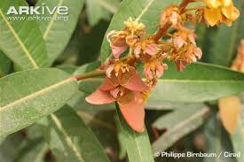 Image result for Acridocarpus natalitius