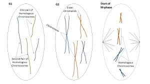 Please respect each stuff and artist, no stolen draw, do not claim as your own, no redistribute. What Is Interphase Definition Stages Biology Class Video Study Com