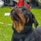 Valpeshow alle raser event image