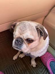 Cute reusable bag from Dollarama!