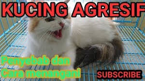 Penyanyi cilik tiru anji drive lucu banget. Best Of Kucing Galak Free Watch Download Todaypk