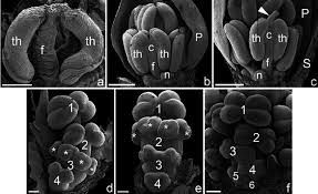 Image result for Monadenium torrei