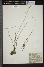 Image result for Dipcadi viride