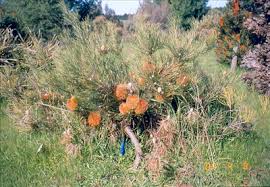 Image result for Crotalaria sphaerocarpa