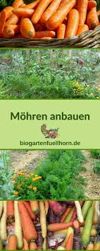 So Gelingt Der Anbau Von Mohren Anbauvongemuse So Gelingt Dir Der Anbau Von Mohren Gartenarbeit Im April Mohren Anabauen Carrots Carrot Gardening Vegetables