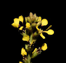 Image result for Blepharis reekmansii