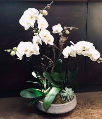 Mill valley flowers is a smaller flower delivery site that markets products and services at millvalleyflowers.com. Premium White Phalaenopsis Orchids With Succulent In Mill Valley Ca Green Door Design