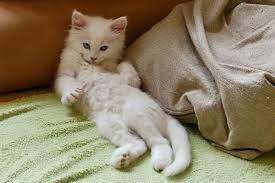 I have often wondered why cats exude such a strong attraction on us humans, and as a designer, who is dealing with the visual a lot, i tend to think that cats are that one animal that pushes all our buttons when it comes to a thing the germans cal. 10 Logical Reasons Why Cats Are Cute With Pictures Pethelpful