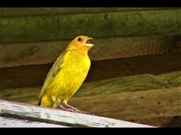 Canario Da Terra O Que Come Canto Para Esquentar O Canario Da Terra Gravado Ao Vivo Na Natureza Youtube Canario Da Terra Canarios Canarios Belgas