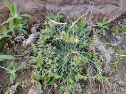 Image result for Fimbristylis squarrosa