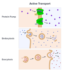This is the currently selected item. Active Transport Read Biology Ck 12 Foundation