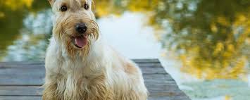 Check spelling or type a new query. Scottish Terrier Hundemagazin Info