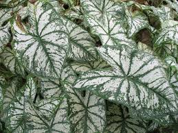 Caladium Bicolor White Christmas Caladium Bicolor White Christmas Onlineplantguide Com 1934 Caladium Christmas Plants Shade Plants