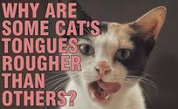 Image result for why do cats have course tongues