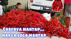 Cara menanam cabe rawit di gunung. Menanam Cabe Berbuah Lebat Di Gunung Sindoro Youtube