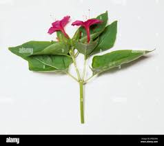 Image result for Mirabilis jalapa