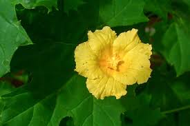 Image result for Momordica pterocarpa