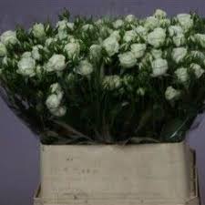 Agap Atlantic Ocean Flori Taiate De Vanzare Plants Floral Design Floral