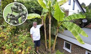 After 10 months or so, your bananas should. Banana Plant Bears Fruit 14 Years Later Over 2 000 Miles Away From Its Natural Habitat Uk News Express Co Uk