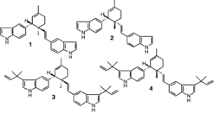 Image result for Lettowianthus stellatus