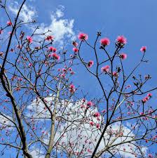 Image result for Exacum zombense