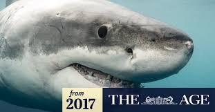 Great white sharks can swim at speeds of 25 km/hr (16 mph) for short bursts and to depths of 1,200 m (3,900 ft). Nine Fin Facts About Sharks In Victoria And Some Terrifying Close Encounters