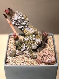 Each issue contains a variety of articles on cacti and succulents, with some guest plants as well. Eriosyce Napina Cactus