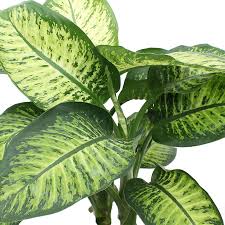 Dieffenbachia Pflanzen Pflanzenblatter Bepflanzung