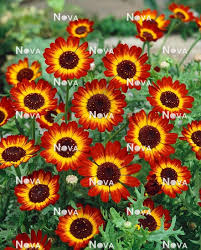 Image result for Glebionis carinata `German Flag`