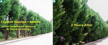 Although this is not essential, it will increase the tree's chances of survival. Leyland Cypress Snake Oil Salespeople Greentree