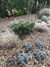 Winterbeet Stauden Immergrune Pflanzen Pflanzen